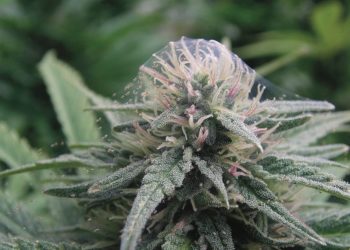 spider mite infestation treatment