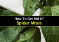 how to get spider mites out of house