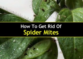 how to get spider mites out of house