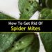 how to get spider mites out of house