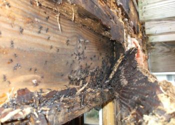 termite damage repair options