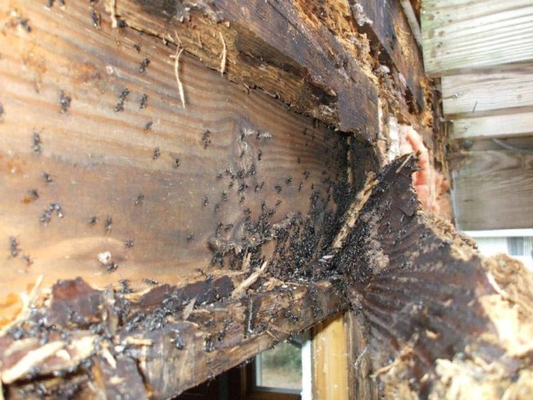 termite damage repair options