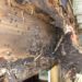 termite damage repair options