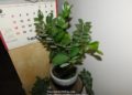 can money plant survive without sunlight