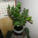 can money plant survive without sunlight