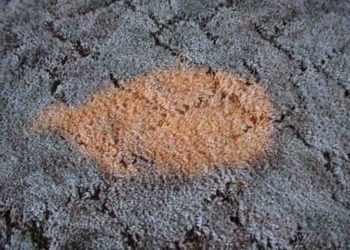 remove bleach from carpet