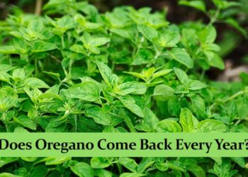 Does Wormwood come back every year?