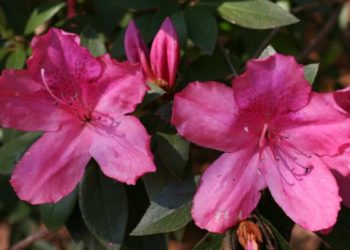 when can i transplant my azaleas