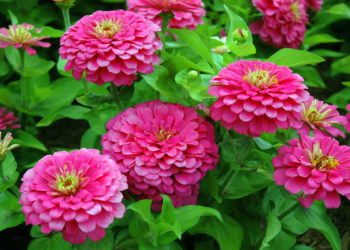 where to plant zinnias