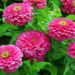 where to plant zinnias