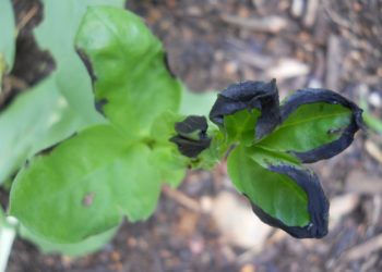 broad bean leaves turning black