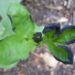 broad bean leaves turning black