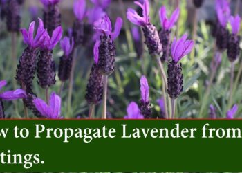 how to propagate bluebells