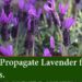 how to propagate bluebells