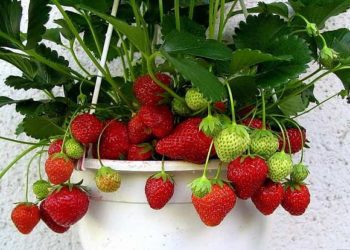 can you grow strawberries indoors