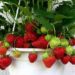 can you grow strawberries indoors