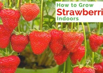 can you grow strawberries inside