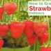 can you grow strawberries inside