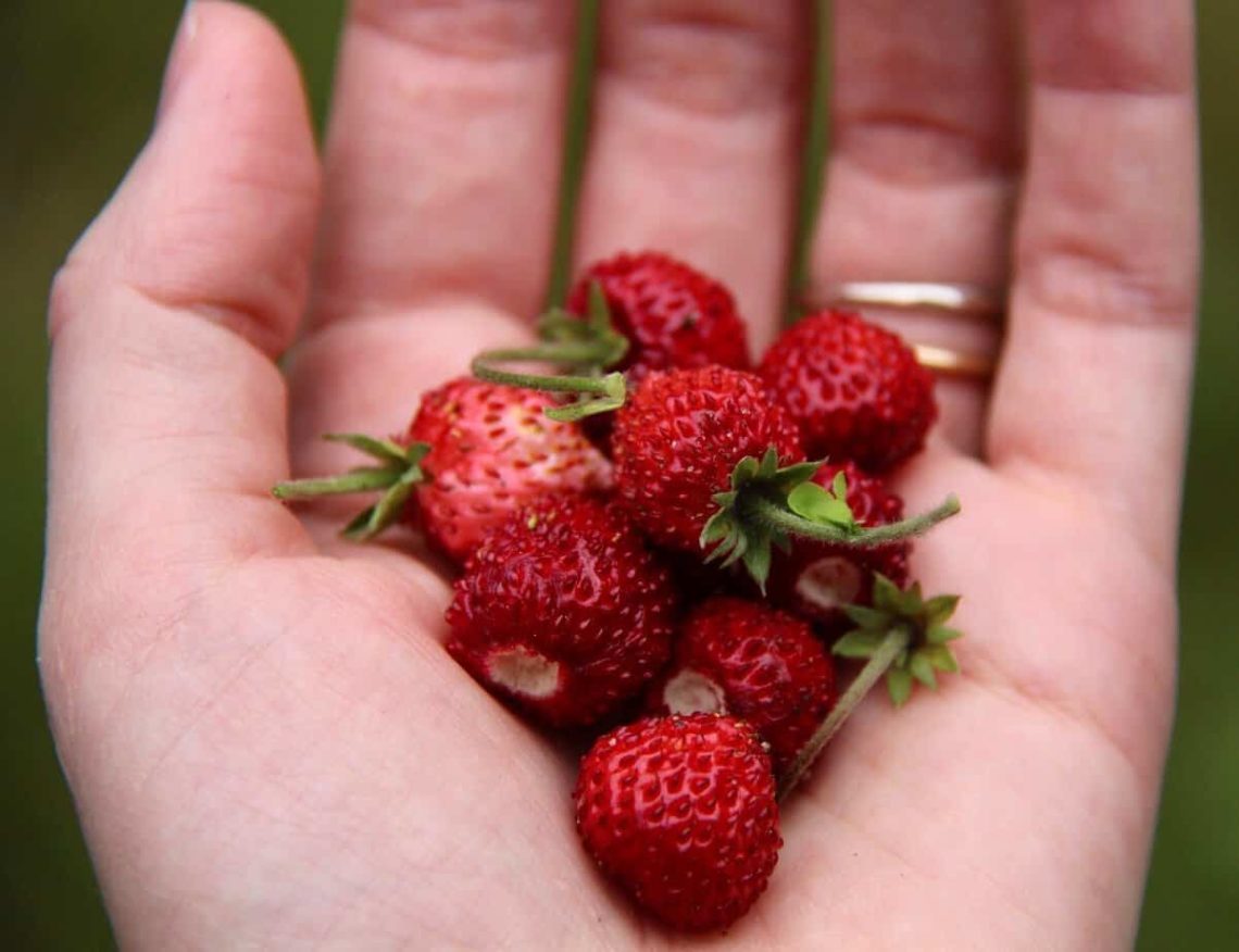 Can you grow strawberries year round indoors?