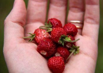 can i grow strawberries inside