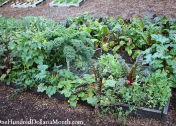 zucchini square foot garden