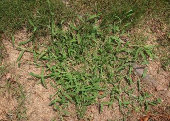 How do you use Lesco crabgrass preventer?