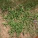 How do you use Lesco crabgrass preventer?