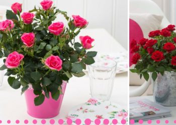 How do you take care of a kordana rose plant?