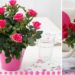 How do you take care of a kordana rose plant?