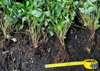 strawberry spacing