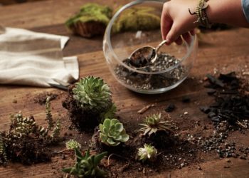 growing cactus in a terrarium