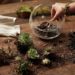 growing cactus in a terrarium