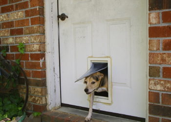 How do I make a doggie door screen?