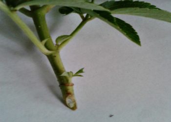 rooting oak tree cuttings