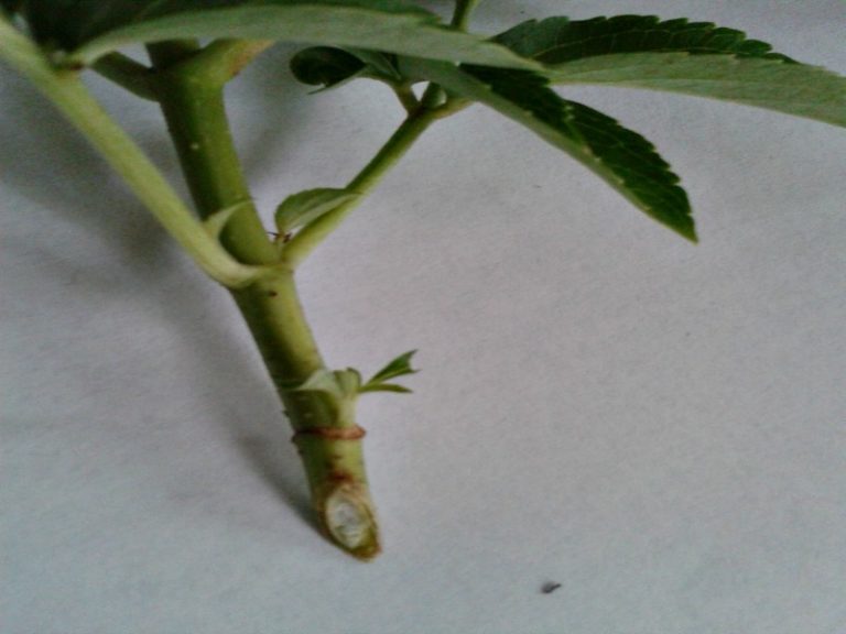 Can You Root Hardwood Cuttings In Water 