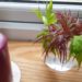 rooting japanese maple cuttings in water