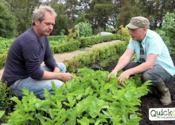 can you transplant parsnips