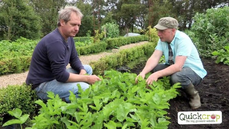 can you transplant parsnips