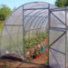 Can I use regular plastic for greenhouse?