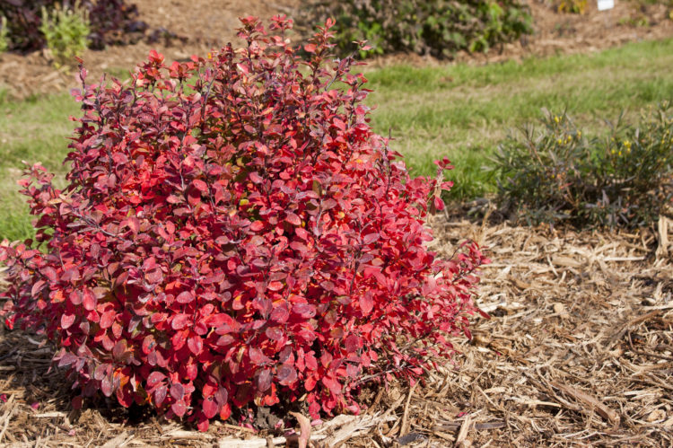when to transplant barberry