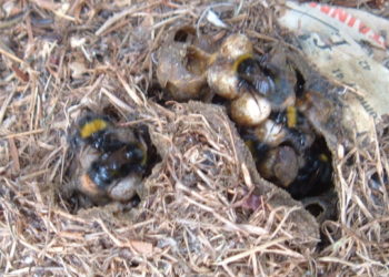 do bees nest in compost heaps