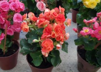 begonias in pots