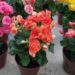 begonias in pots
