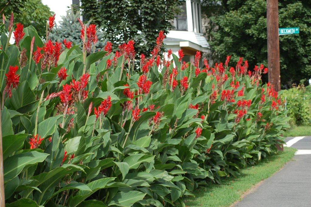 do-cannas-like-sun-or-shade