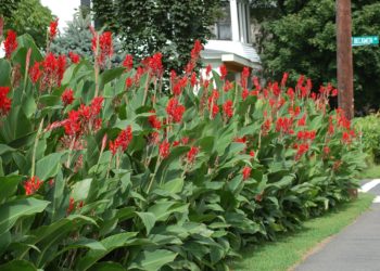 Can you leave cannas in pots over winter?