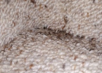 carpet beetle larvae nz