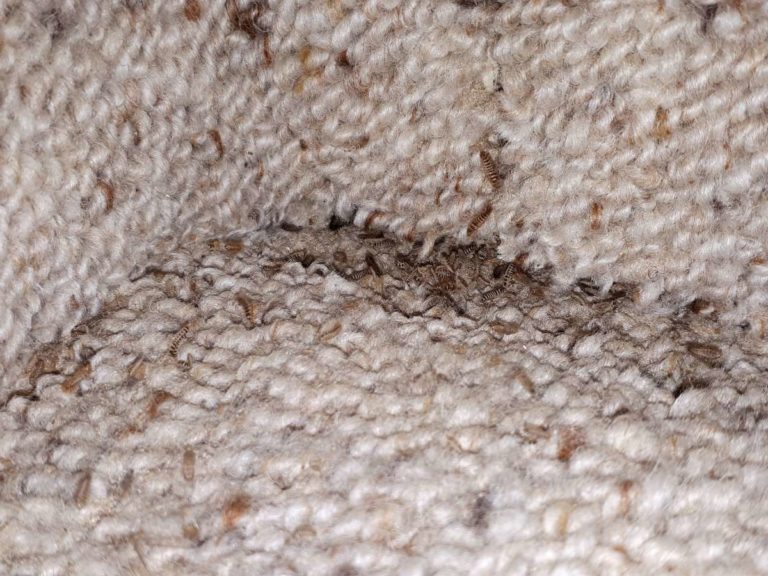 do-carpet-beetle-larvae-live-in-mattresses