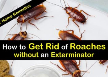 How do you get rid of roaches if you have pets?