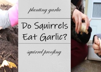 do squirrels like garlic