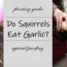 do squirrels like garlic